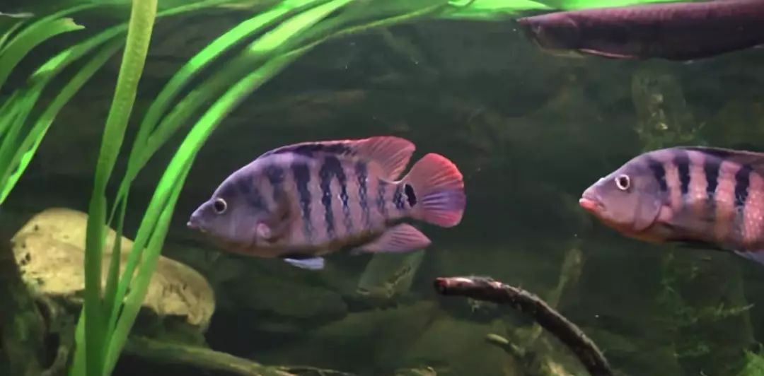 慈鲷品种,慈鲷类型