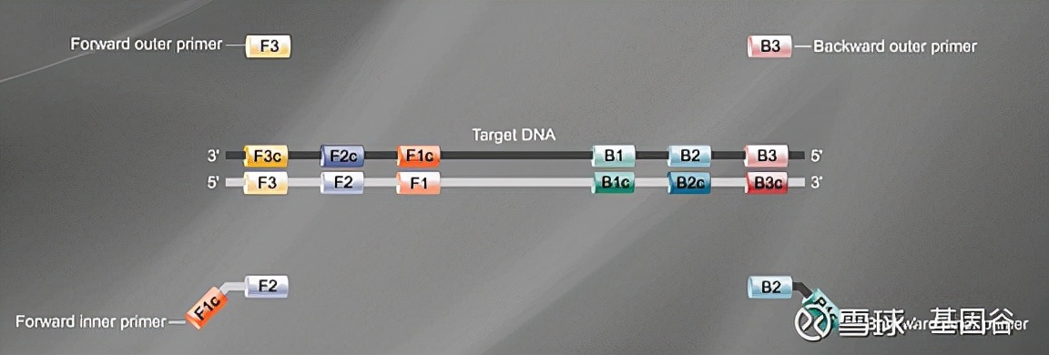 全场硬菜!分子诊断技术全解析