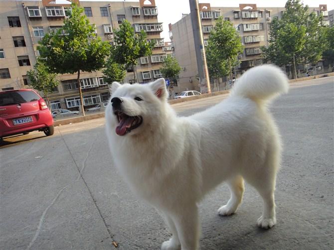 萨摩耶幼犬有泪痕是什么原因,萨摩耶吃什么狗粮没有泪痕