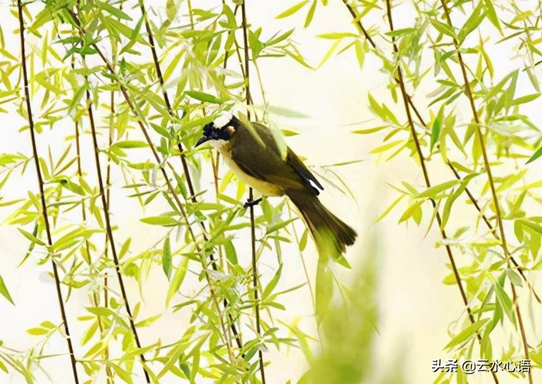 十首最落魄穷困潦倒的七绝诗句,写尽人生的七言绝句诗
