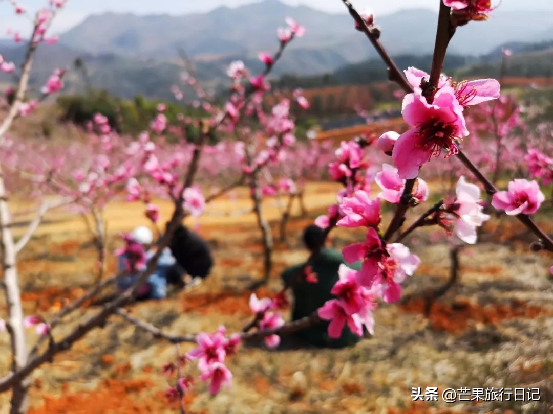 云南适合隐居的小山村,云南与世隔绝的花海