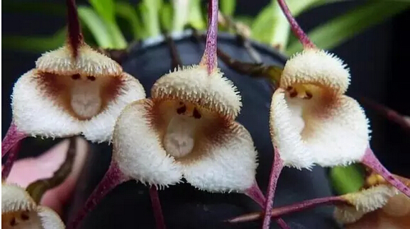 相似动物的花有哪些,稀奇古怪的动物花图片