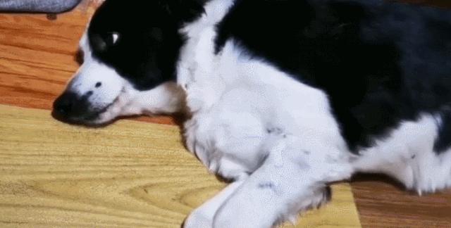 边牧的性格和特征,边牧突然性格大变想咬人