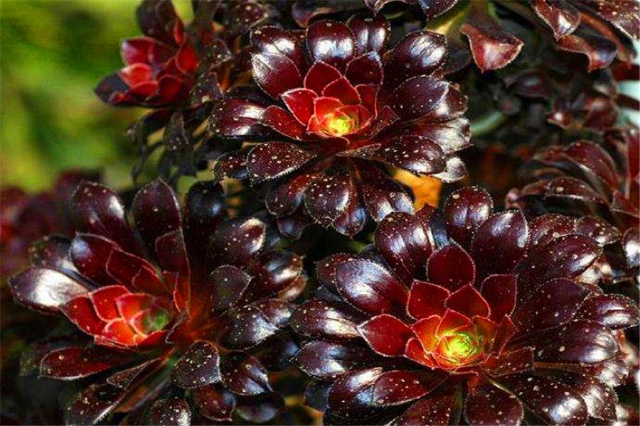 想让多肉出颜色,想让多肉快速上色