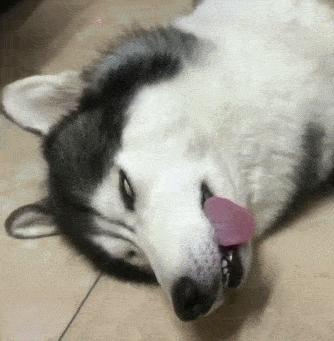 狗狗上厕所前刨地是什么意思,狗狗刨土啥意思