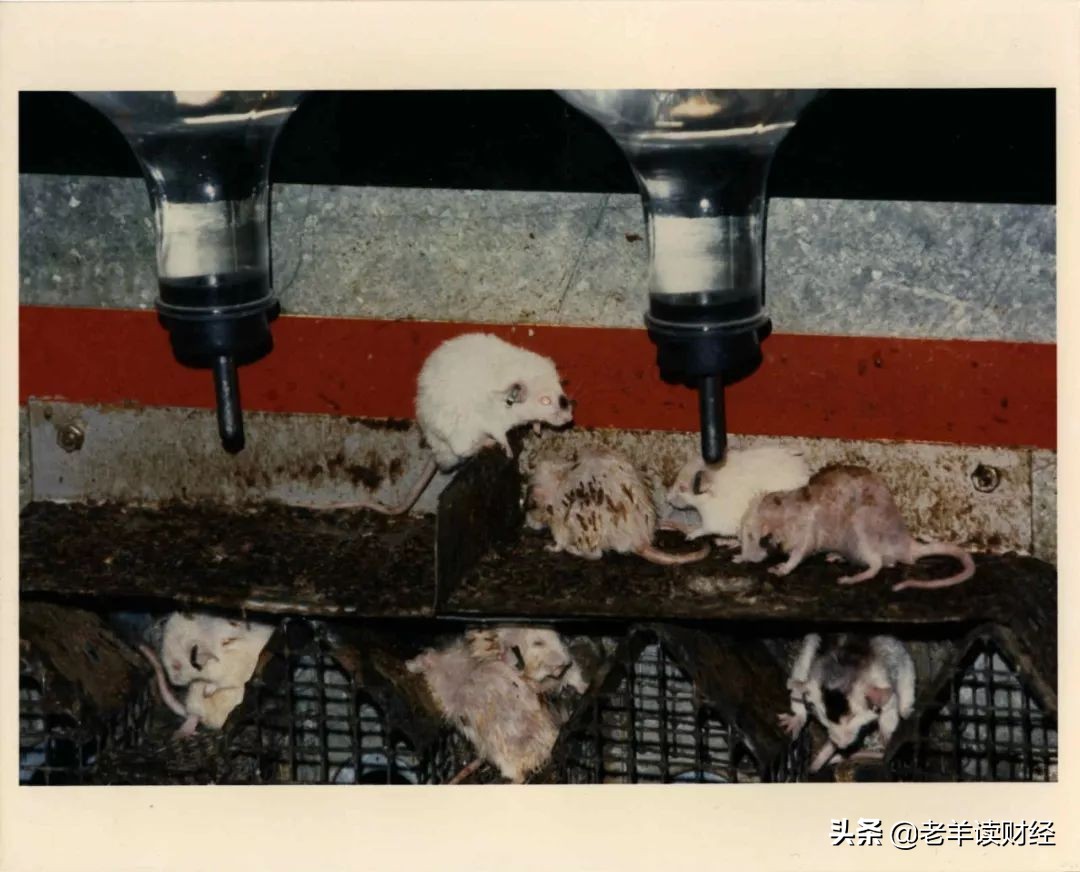 现代老鼠乌托邦25号实验,老鼠乌托邦实验说明了什么