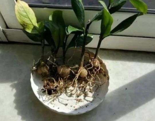 金钱树不用花钱买,金钱树不用营养土行吗