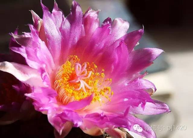 一棵牡丹能长到多大,一棵牡丹花能活多少年