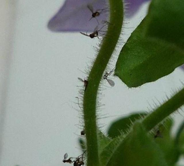 花卉生小黑飞虫怎么治,花卉的小黑飞怎么治