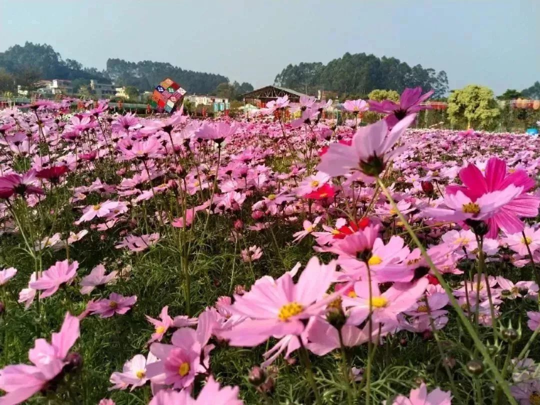 广州隐藏着一个碉楼村,广州有哪些隐藏的景点