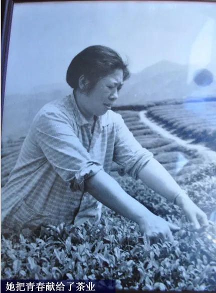 川红工夫茶的发展,川红工夫