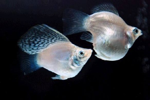 养鱼一定要勤,养鱼须知