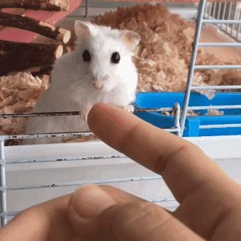 仓鼠迅速变胖,仓鼠各种反应看完懵呆了