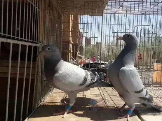 赛鸽分棚,赛鸽分棚的好处