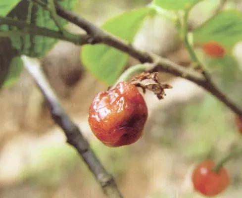 樱桃的常见病虫害及防治方法,樱桃虫害最佳防治方法