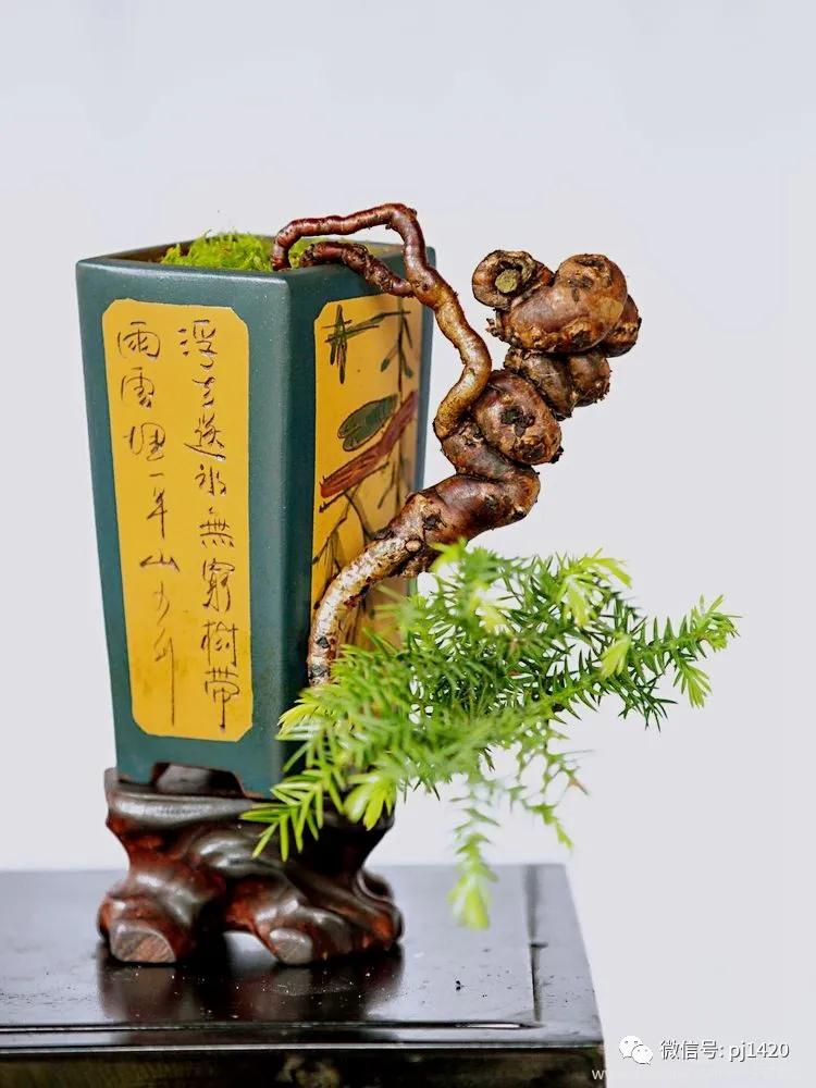 澳洲杉怎么长出漂亮根部,澳洲杉能用赤玉土种植吗