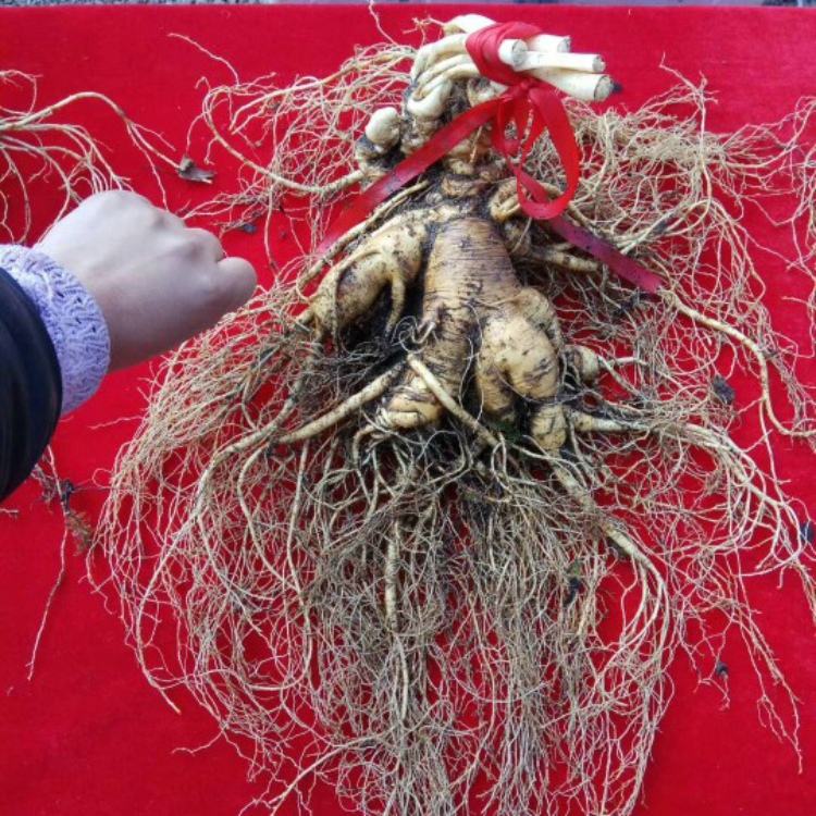 最近挖出来的野山参,百年野山参有多罕见