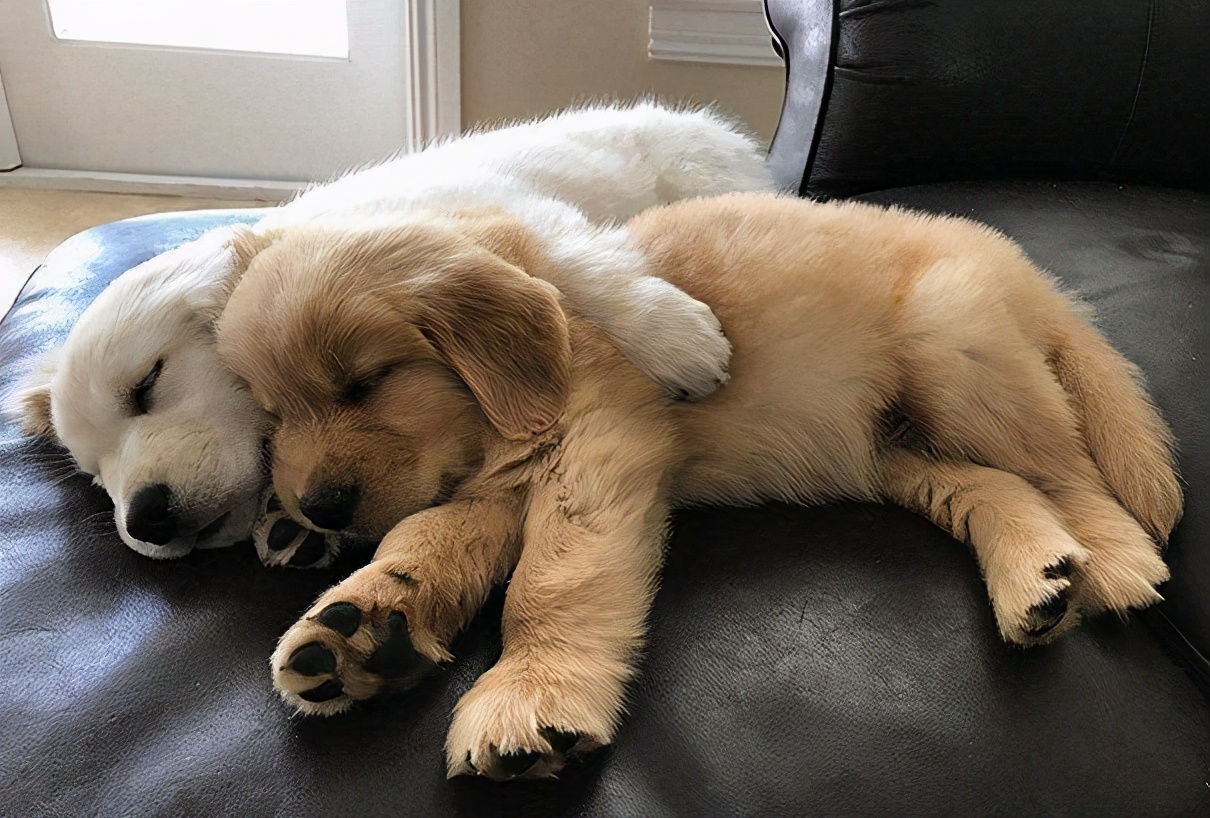 金毛为什么总是拉软便,一个月金毛拉软便怎么办