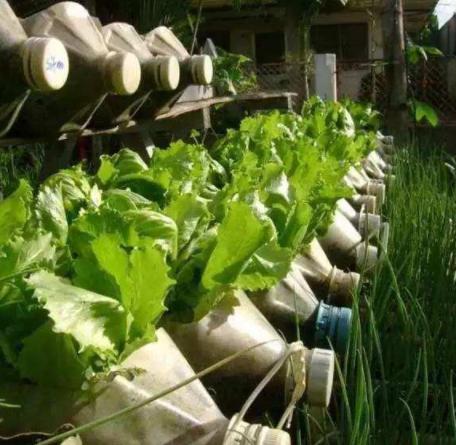 高层阳台种植蔬菜阳光非常充足,阳台采光不好可以种的蔬菜水果