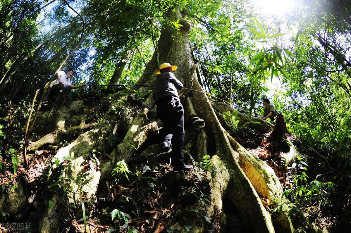 时间能产生无限可能，种下几棵金丝楠或许是你留给后代最优的资产