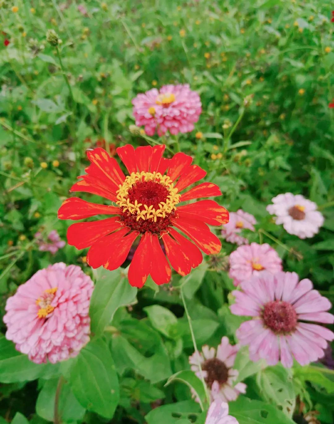 厦门香山有什么风景,厦门翔安必去8个景点香山