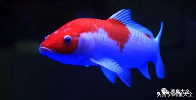 鱼病毒性败血症,鱼细菌性败血症怎么治