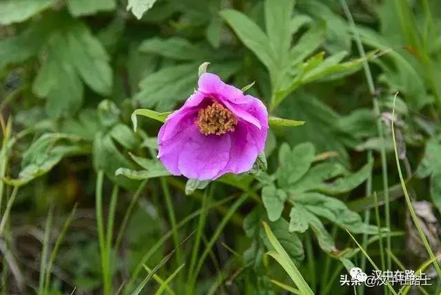 探秘汉中,汉中一村子窜入野生羚牛
