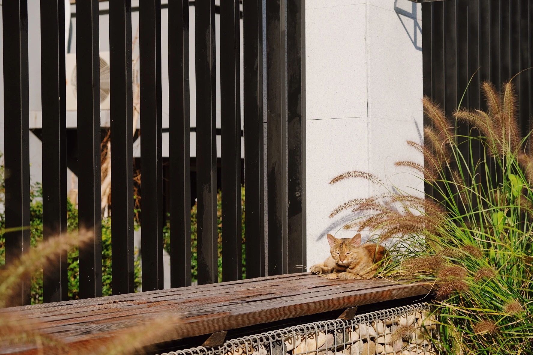 变美、变慢、变温柔,彭浦镇25条街集体宜人化是怎么做到的