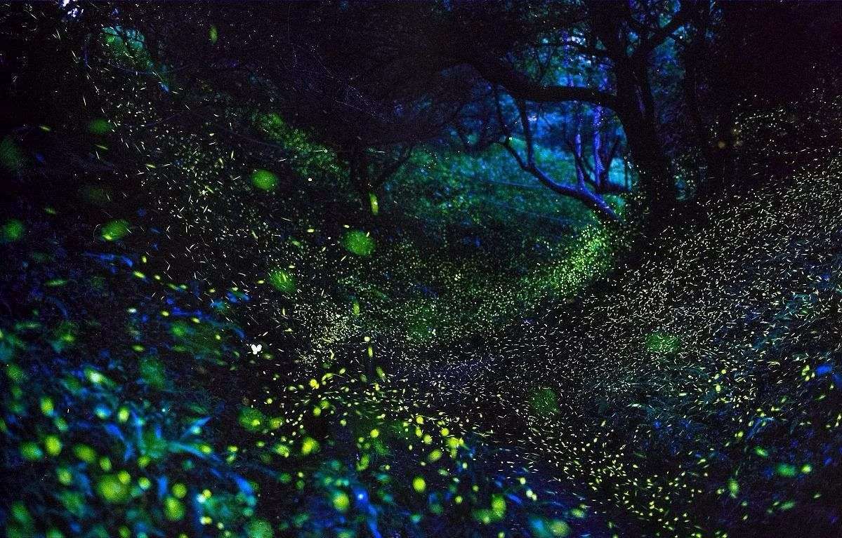 农村有萤火虫现在怎么没了,以前农村常见的萤火虫