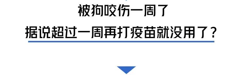 被猫狗咬伤如何正确处理,被猫狗咬伤十天了还能打针吗