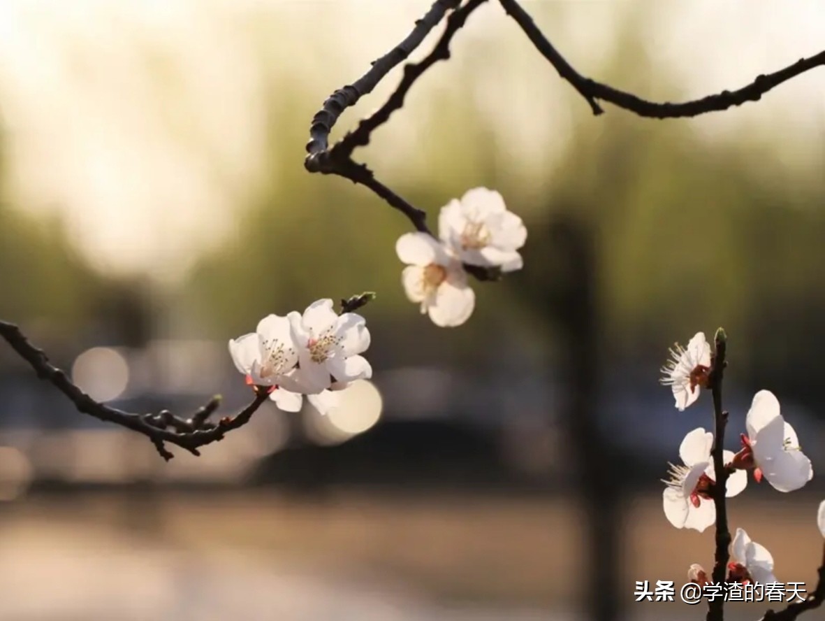 成人学历与普通本科的区别,成人学历和大专学历