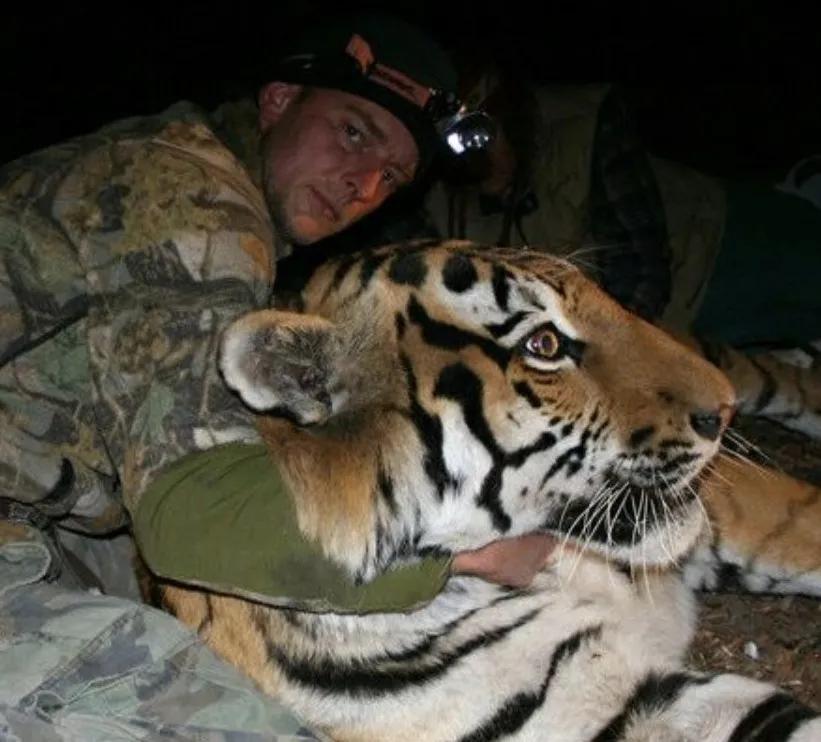 东北虎下山进村伤人老虎被鹅咬,东北虎下山进村伤人最后怎么样了