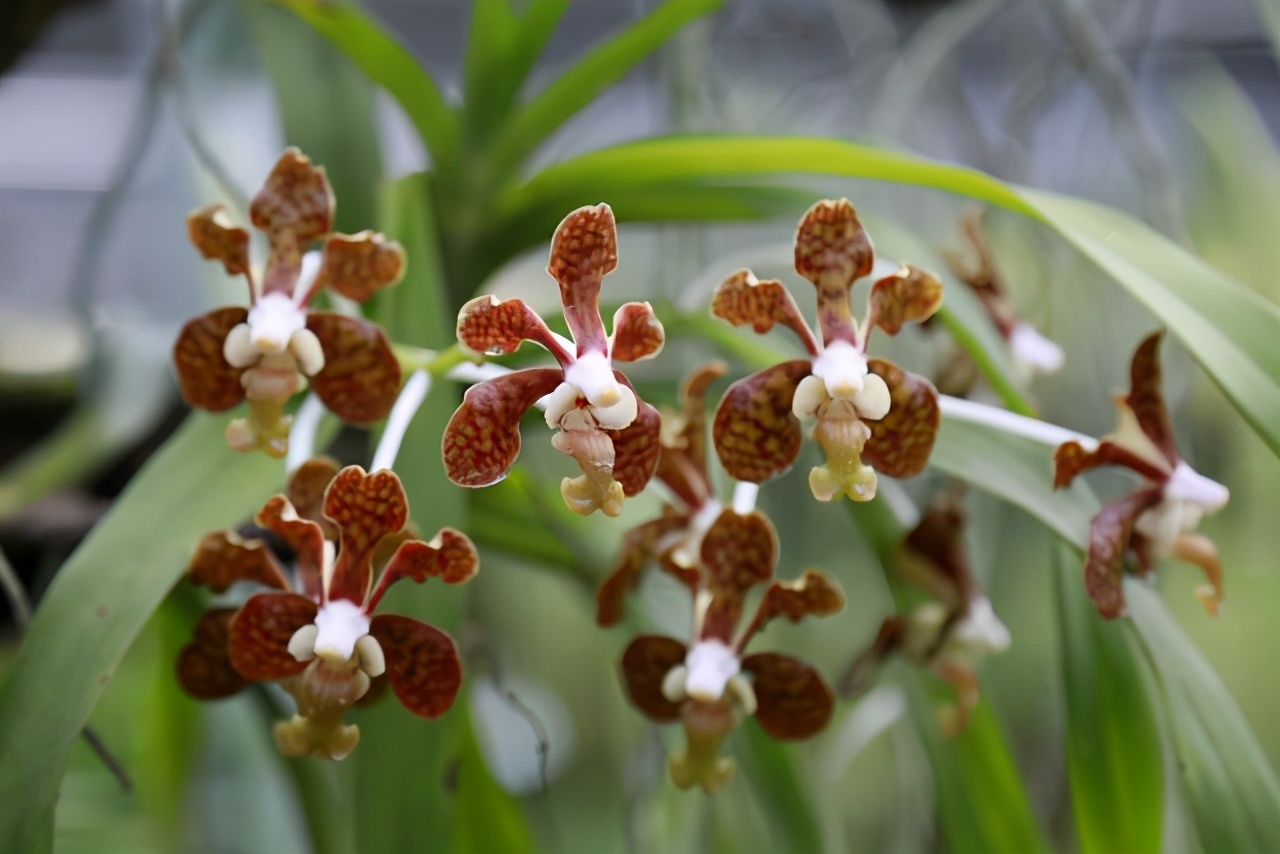 梧桐山下有一位“兰花妈妈”