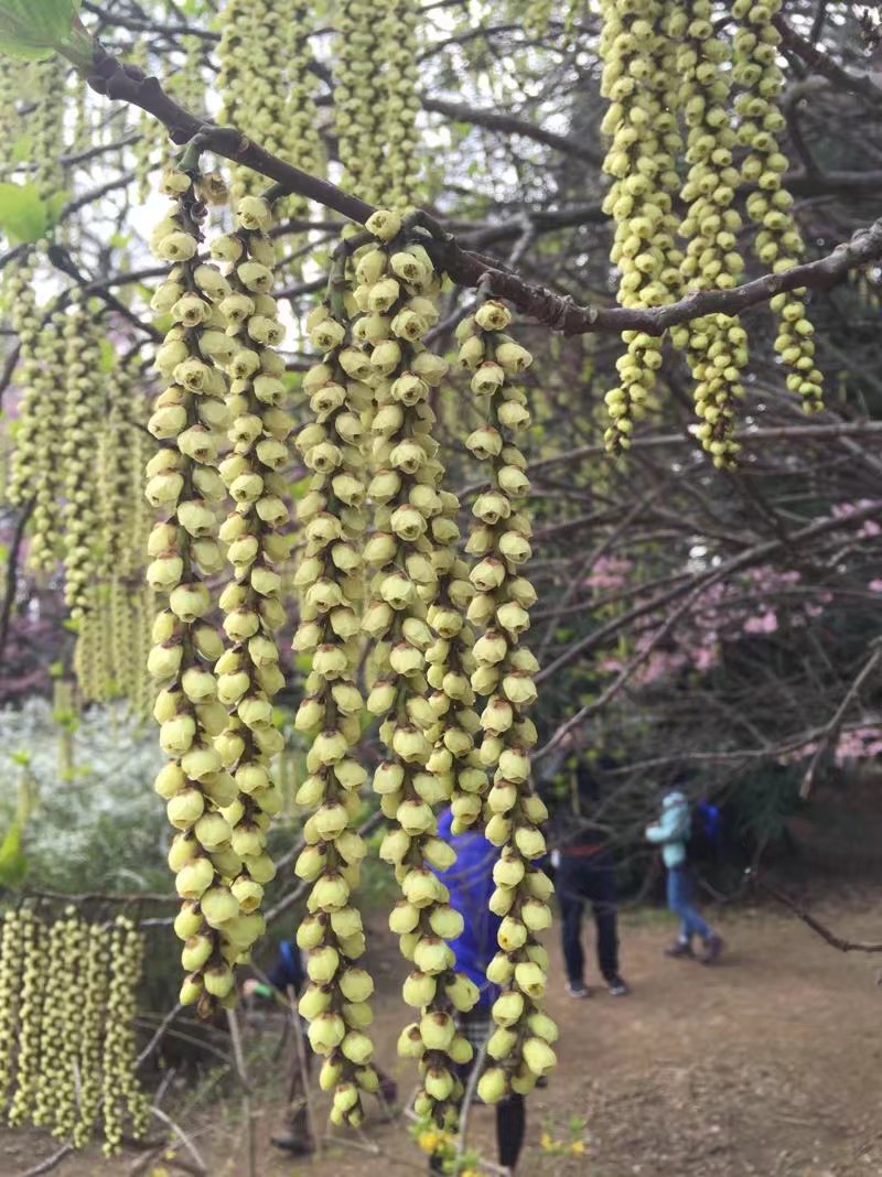 日本眼中的紫藤,最经典的日系紫藤
