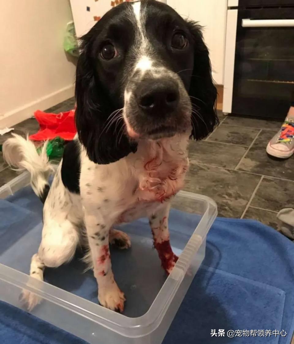 刚刚到家的狗狗身上非常脏怎么办,刚到家的狗狗发现有皮肤病