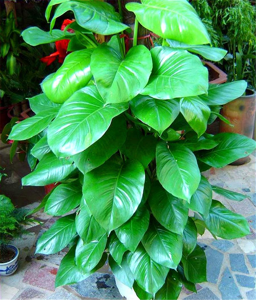 心叶绿萝的养殖方法,心叶藤盆栽技巧