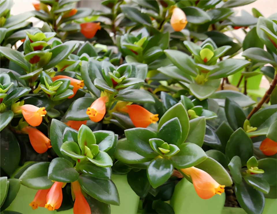 金鱼吊兰冬天怎么养才能活,金鱼吊兰冬天怎么养最合适