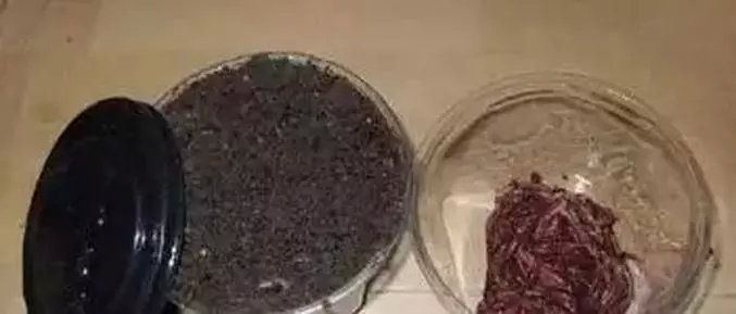 商品饵成分自制方法,发酵鱼饵绝密配方