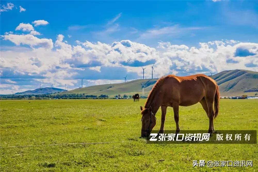 张家口草原天路美景如画,张家口一路风景