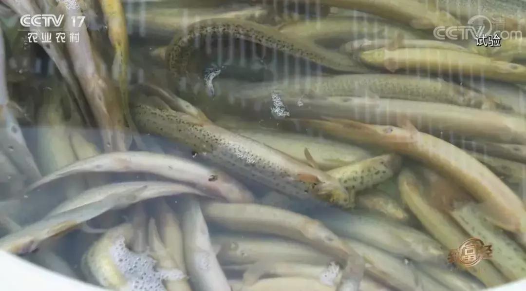 养泥鳅10万元赚40万,废旧坑塘养泥鳅一年能挣20万