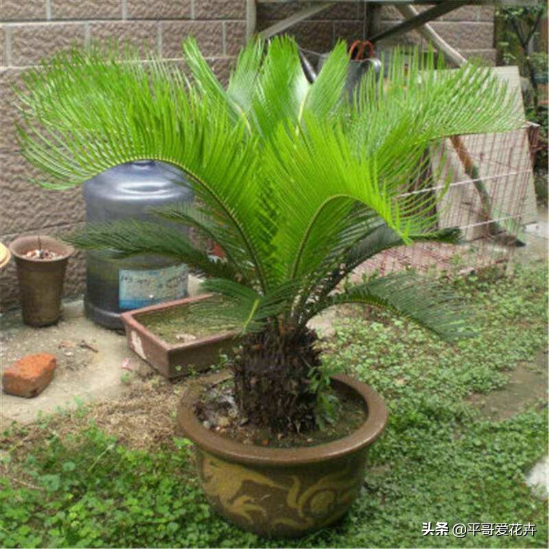 铁树不生根怎么办,铁树不茂怎么办