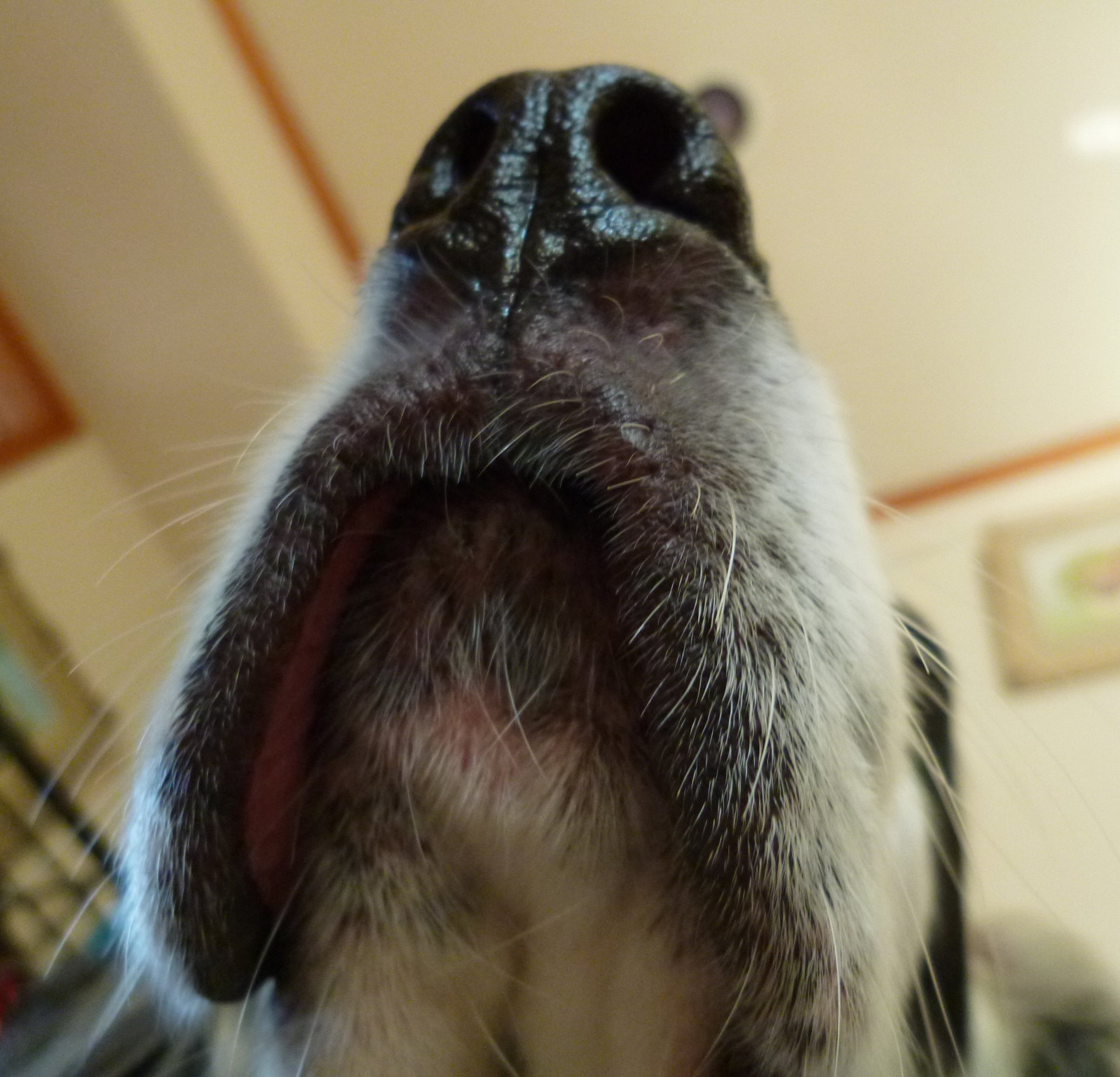 猫咪的胡须能探测多远的距离 (猫咪胡子和狗的胡子有什么区别吗)