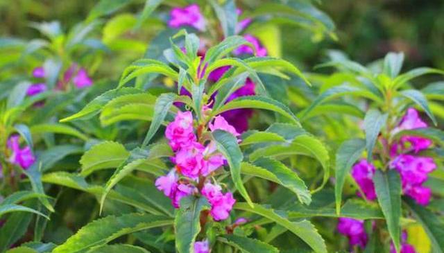 凤仙花怎么养能常年开花,凤仙花不用土种怎么养