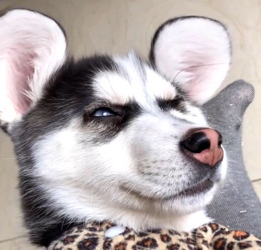 哈士奇破坏力很大吗,哈士奇的破坏力有多大