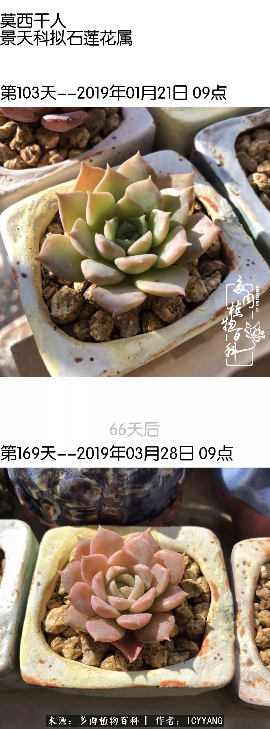 多肉隔着玻璃晒太阳效果好吗,隔着玻璃养的多肉照样长得好