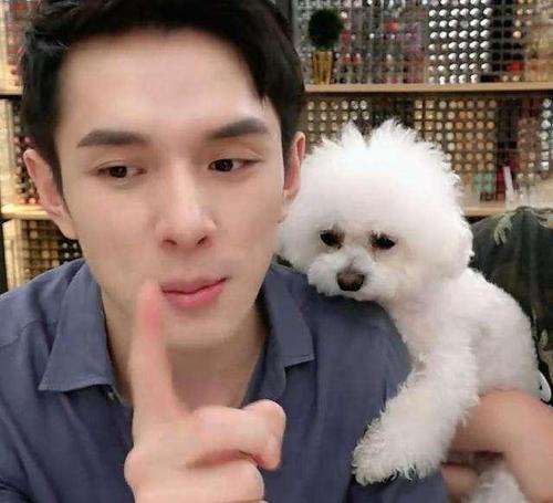 比熊犬胃口不好怎么治,比熊胃口突然变差了怎么办