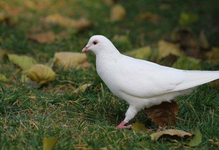 养鸽场鸽子病的种类与治疗,养鸽技术怎样判定鸽病