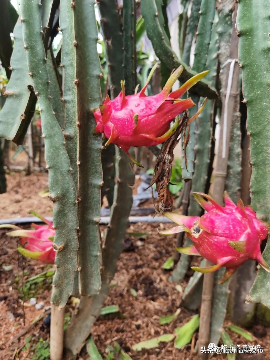 白莲镇火龙果采摘,火龙果采摘园欢迎您的到来