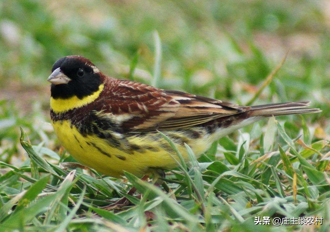 保护的小动物有哪些,保护类小动物