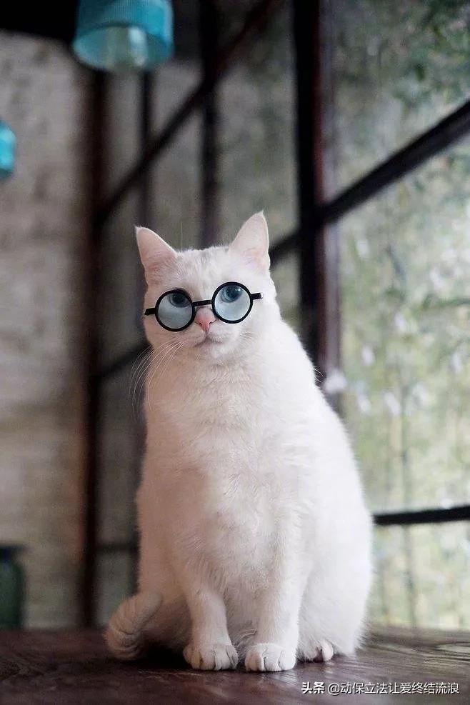 中华田园猫的寿命一般有多少年,中华田园猫哪种捉老鼠最厉害